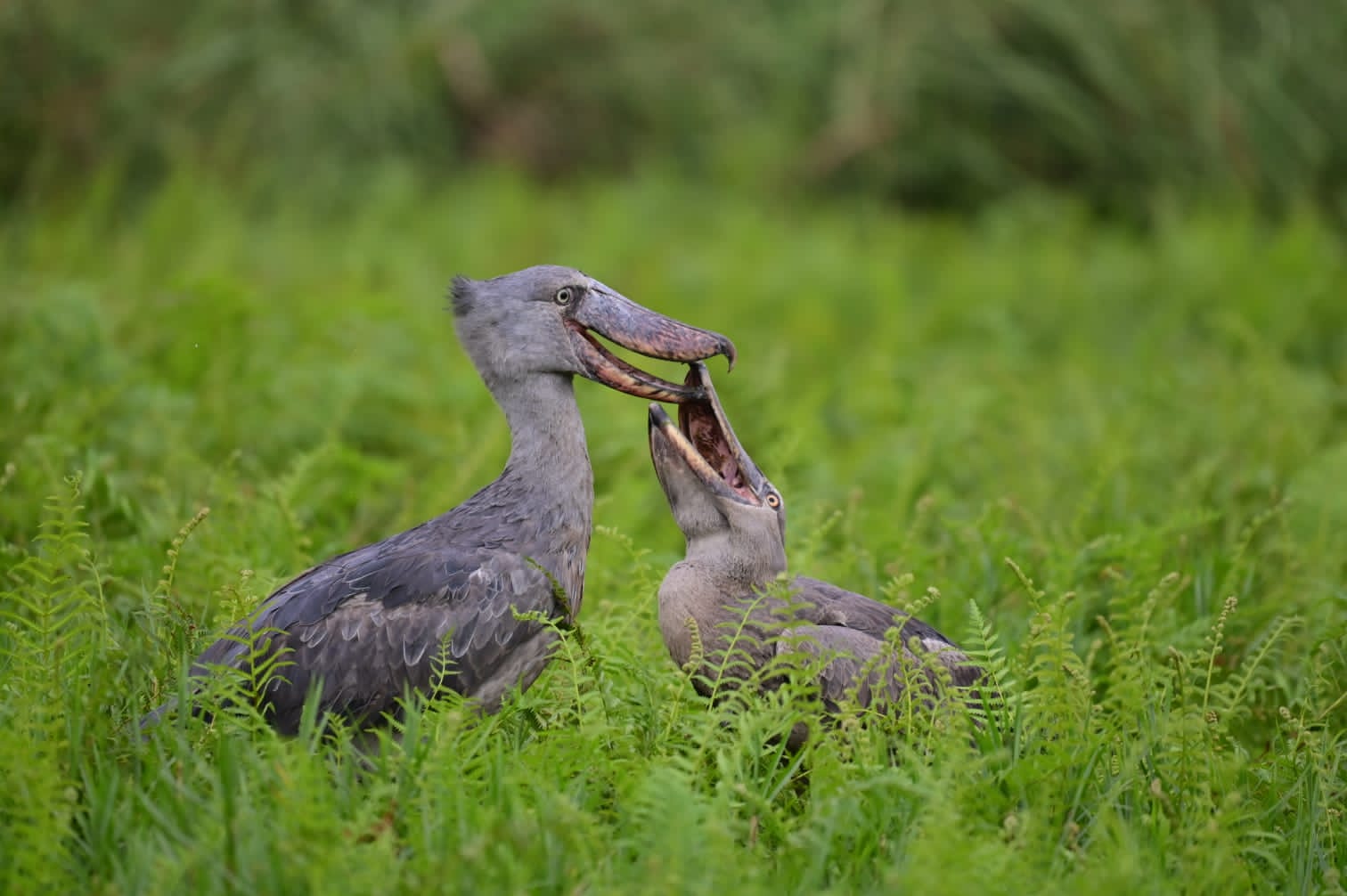 Entebbe Shoebill Tour: Meet Uganda's Strangest, Most Unbothered Celebrity.