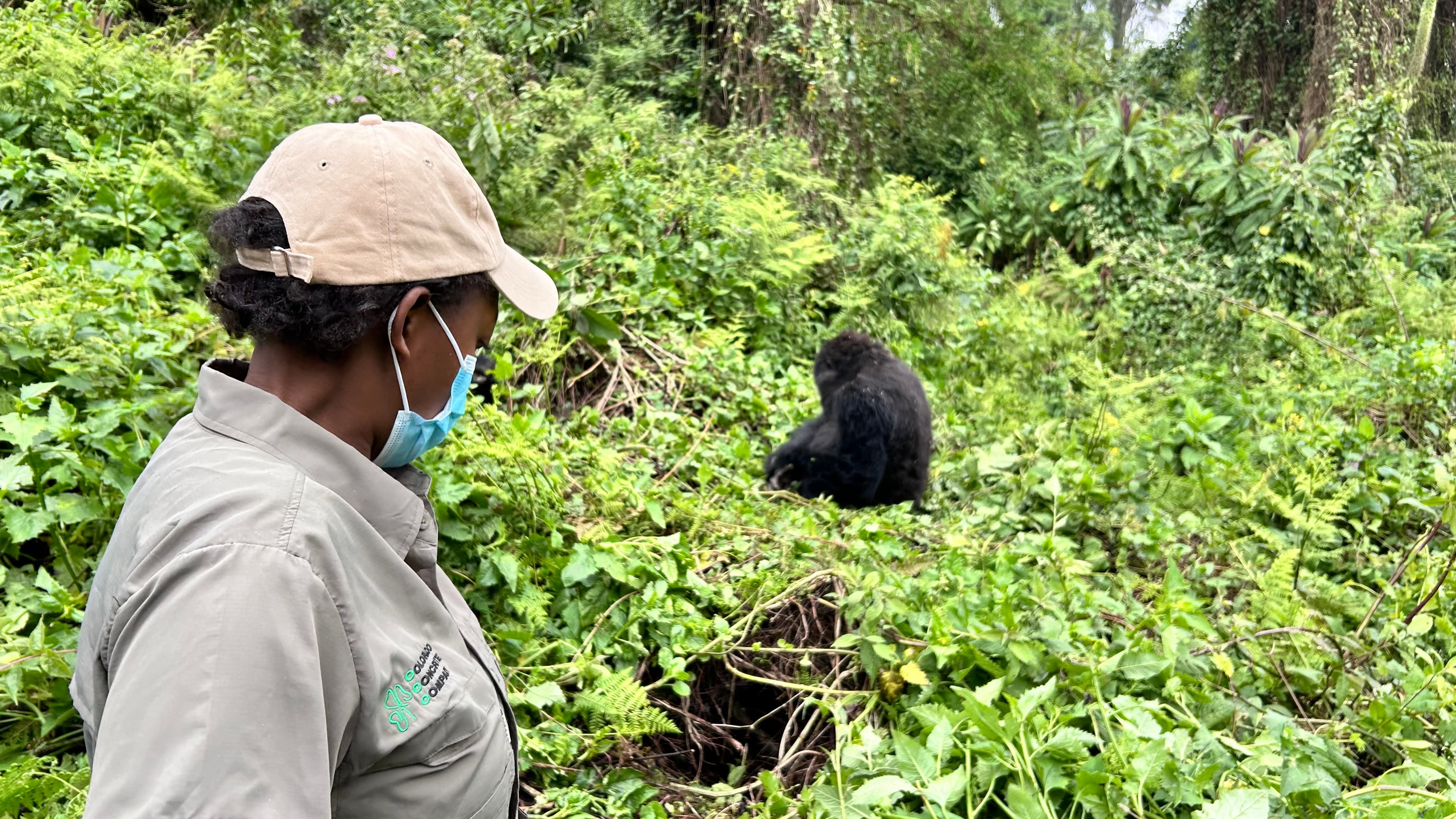 Is Gorilla Trekking in Rwanda Worth It? An Honest 2026 Answer