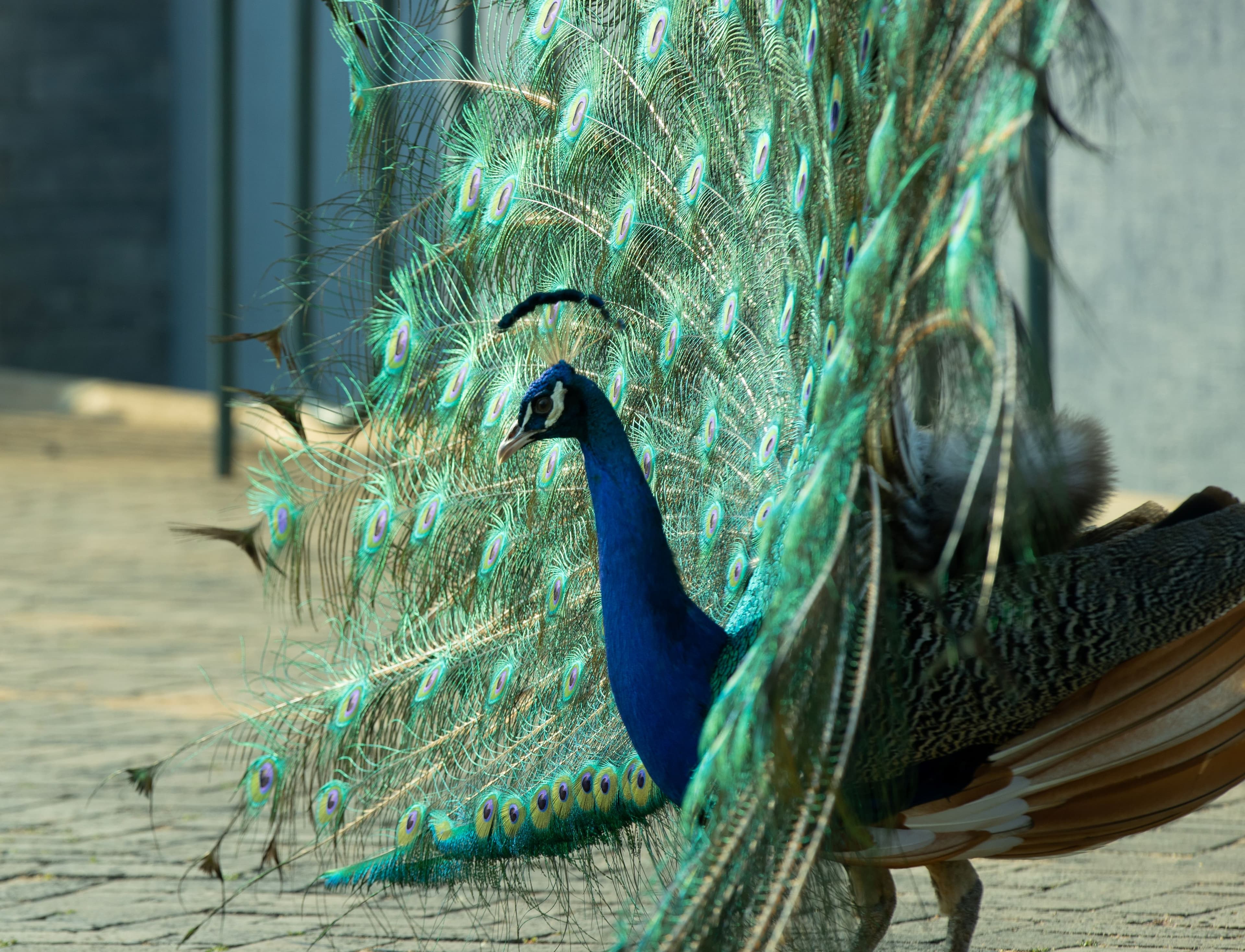 Kigali : Bird Watching in Kigali 